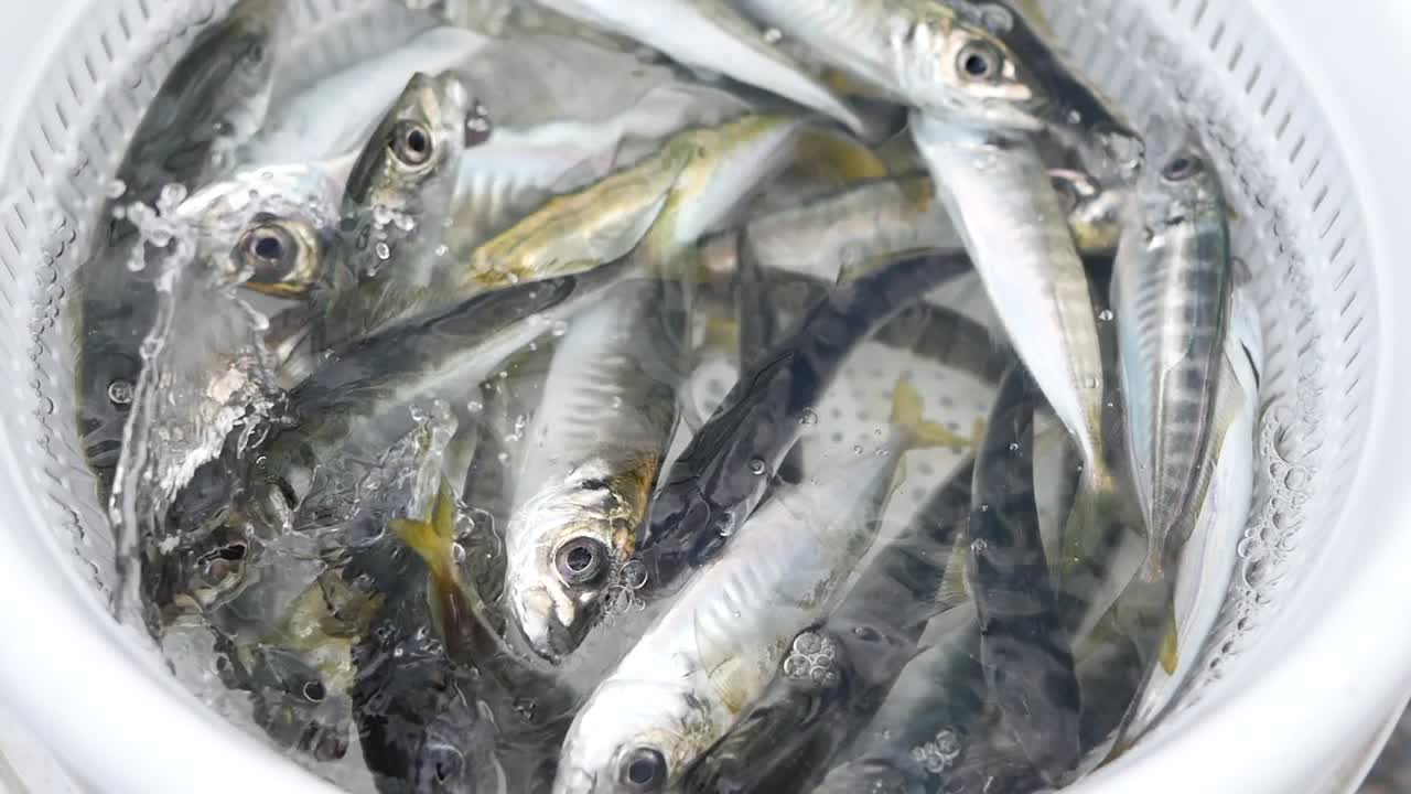 pescado recién capturado en un cubo