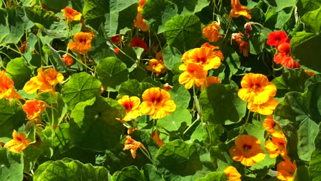 Hermoso-Campo-De-Flores-De-Capuchinas-Naranjas-Y-Amarillas-En-Clima-Soleado-Con-Movimiento-De-Viento-En-Marbella-España