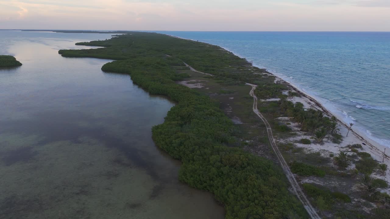 Mangrove ecosystem in Isla Blanca, Quintana Roo