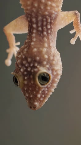 close-up of an upside down gecko