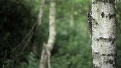 Lost-and-forgotten-rosary-beads-and-crucifix-cross-handing-in-the-woods-on-a-tree