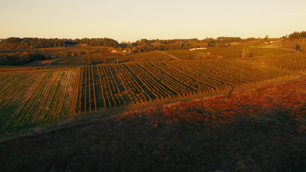 Paesaggio agricolo con filari di viti allineati sotto un cielo sereno al crepuscolo. Vista aerea di una tenuta vinicola della Dordogna durante la stagione della vendemmia autunnale, che mette in mostra le trame rurali dell'agricoltura.