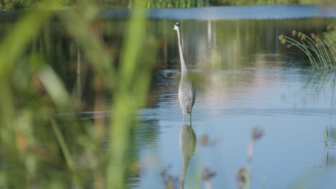 Grey Heron walking out into shallow water of lake