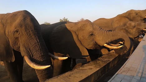 Herd-of-African-Elephants-Drinking-Water-From-Outdoor-Swimming-Pool-at-Sunset,-Close-Up