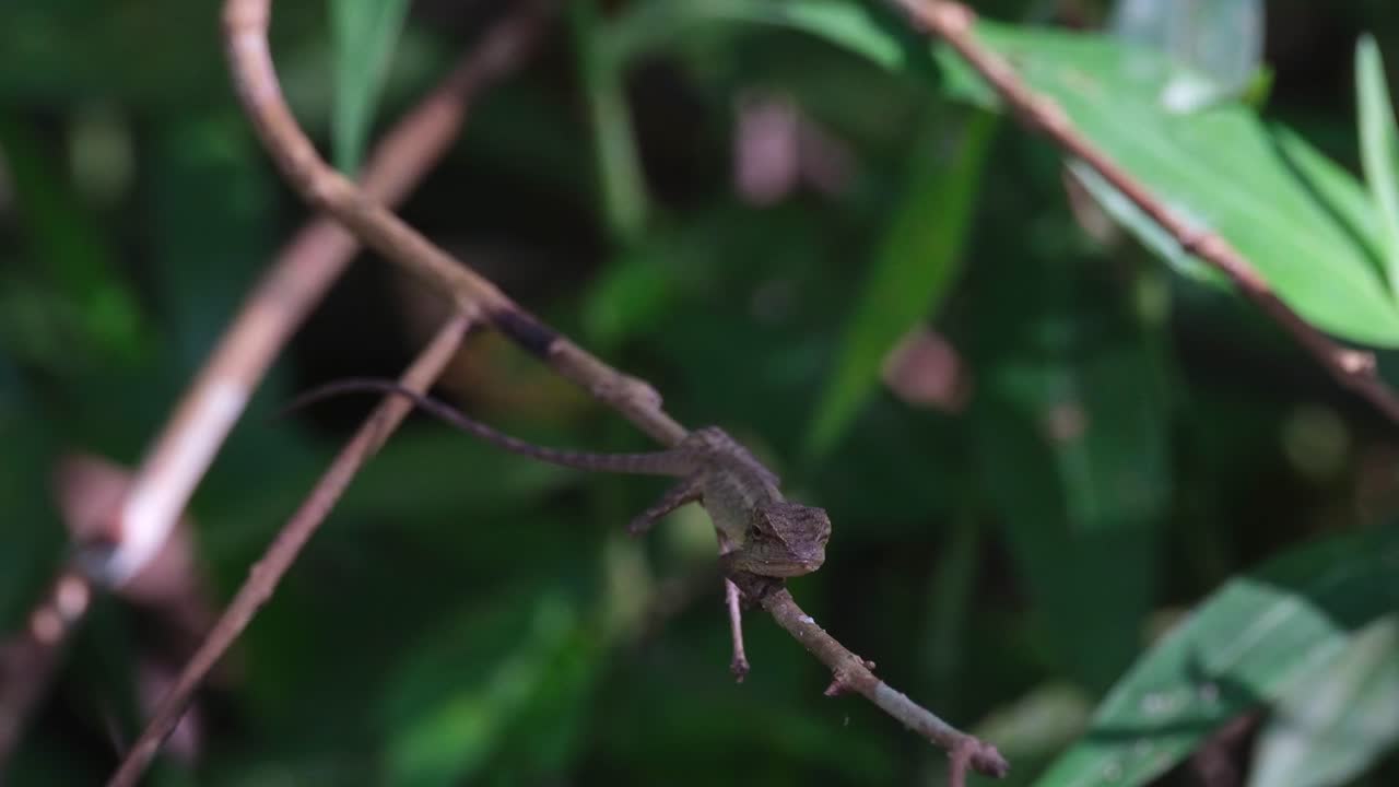 숲 속 깊은 곳에 있는 작은 가지에 혀서 머리를 돌려서 무언가에 초점을 맞추는 동양 정원 도마 (calotes versicolor)