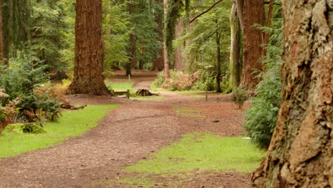 Weite-Aufnahme-Des-Pfades,-Der-Sich-Um-Bäume-Im-Blackwater-Arboretum-Schlängelt