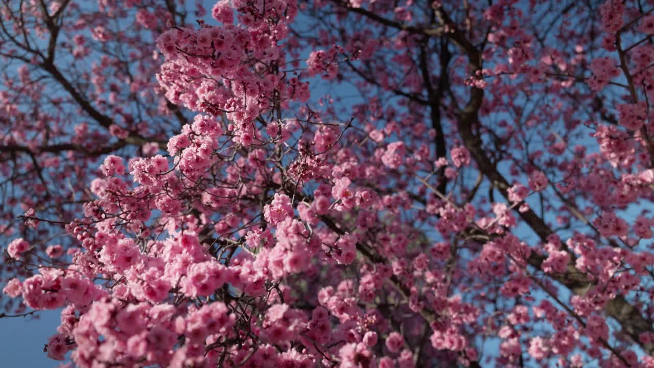 Kameraet beveger seg dynamisk rundt en blomstrende plommeblomstgren og skaper et filmatisk blomsterperspektiv
