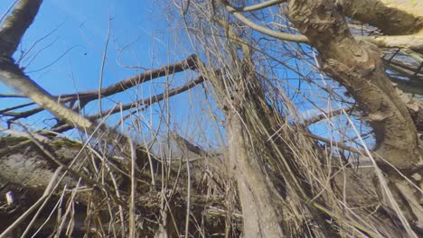 beaver-gnawed thin tree stem in flooded brushy area of river