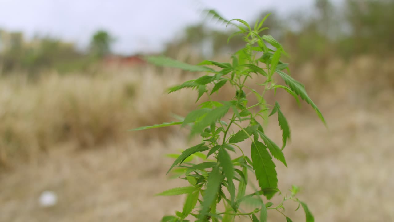 planta de marihuana con semillas en el viento