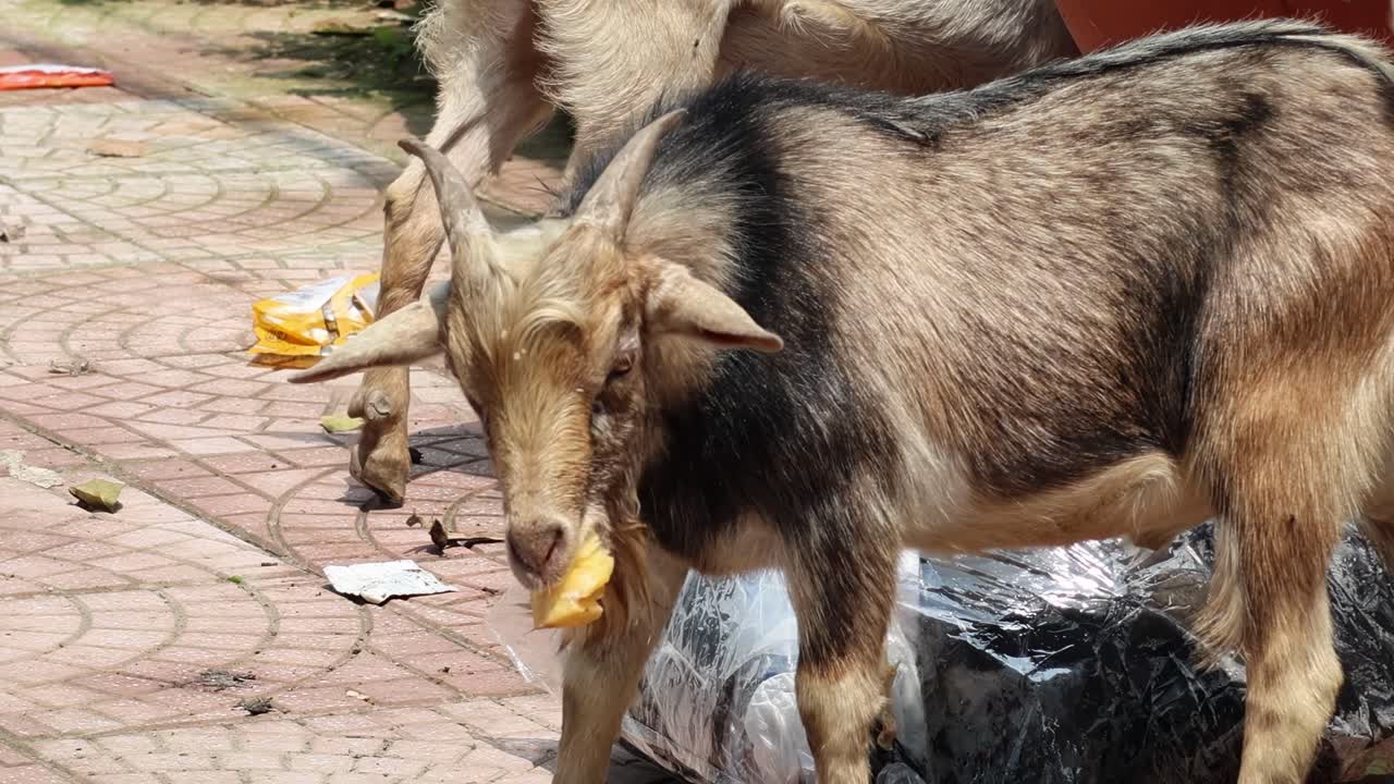 Goats nibbling on banana peels near a plastic bag on a sunny pavement.