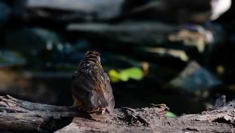 The-Abbot’s-Babbler-is-found-in-the-Himalayas-to-South-Asia-and-the-Southeast-Asia