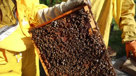 closeup of beekeepers holding manmade honeycomb filled with honey bees