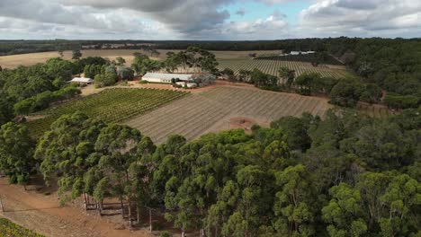 imágenes verticales de las filas de viñedos en el río margaret en australia occidental