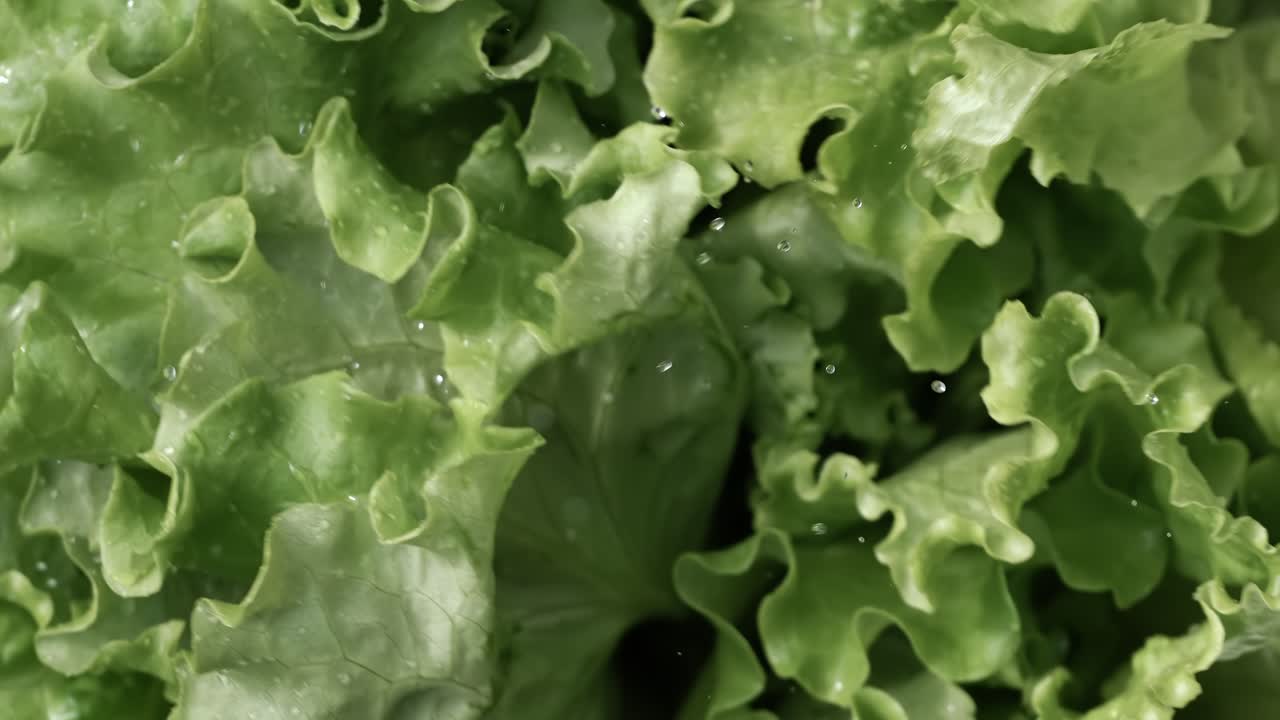 Fresh lettuce in drops of water. Shot on super slow motion camera 1000 fps