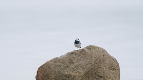 Lavandera-Blanca-Descansando-Y-Buscando-Comida-En-Piedra