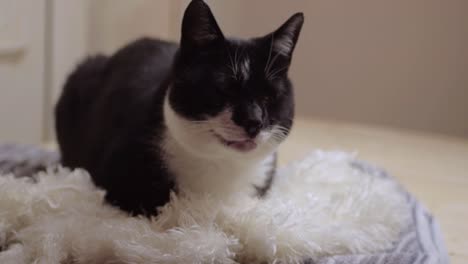 Cosy-black-and-white-cat-resting-and-relaxing