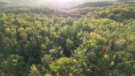 Endless-Autumnal-Witomino-Forest-In-Gdynia,-Poland-With-Sun-Flares