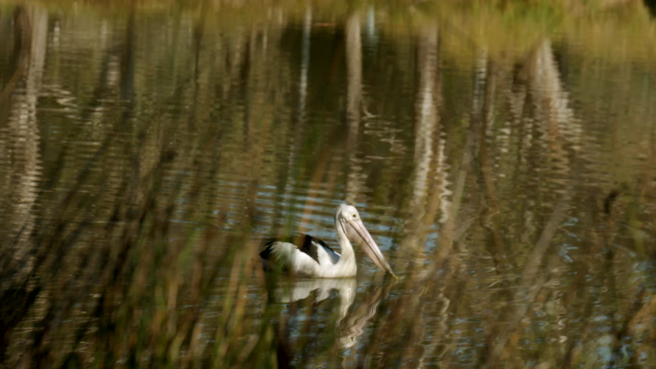 gran pelícano blanco pescando comida en un estanque