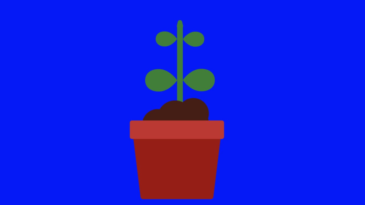 Animação colorida e simples de uma planta de casa crescendo isolada em tela azul em 4K.