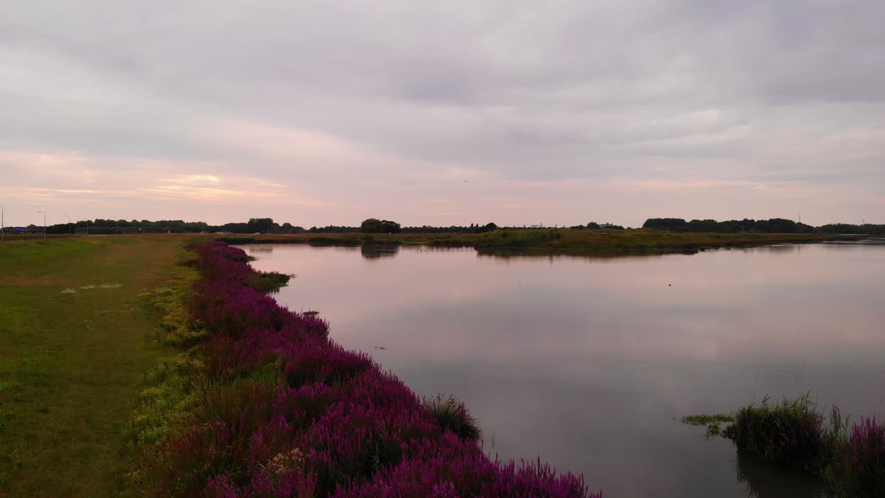 hermosas flores que crecen en la orilla del lago tranquilo al atardecer