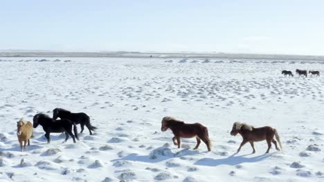 Un-Dron-De-Alta-Calidad-Captura-Impresionantes-Escenas-Cinematográficas-De-Caballos-Deambulando-Por-El-Paisaje-Nevado-De-Islandia.