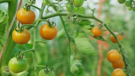 extreme close up of sun gold cherry tomatoes. static shot  with rack focus from foreground tomatoes to background tomatoes.