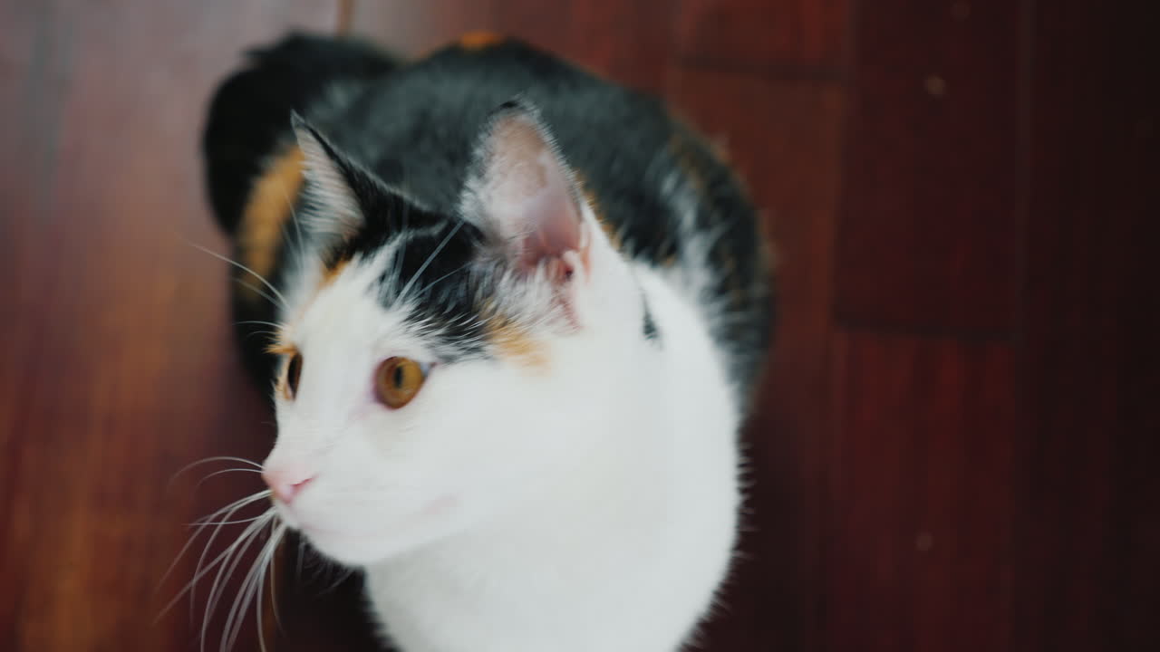 멋진 고양이는 누군가 고개를 좌우로 돌리는 것을 주의 깊게 지켜봅니다.