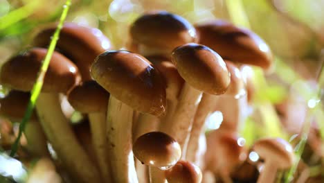 hongos armillaria de agarico de miel en un bosque soleado bajo la lluvia.