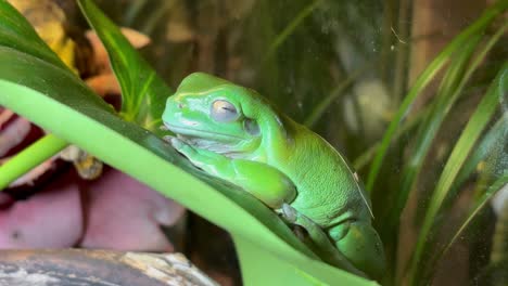 rana de árbol verde australiana en una hoja en un terrario