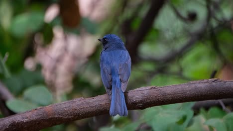 camera zooms out as it is also sliding to the left revealing the backside of of this indochinese blue flycatcher cyornis sumatrensis male, thailand