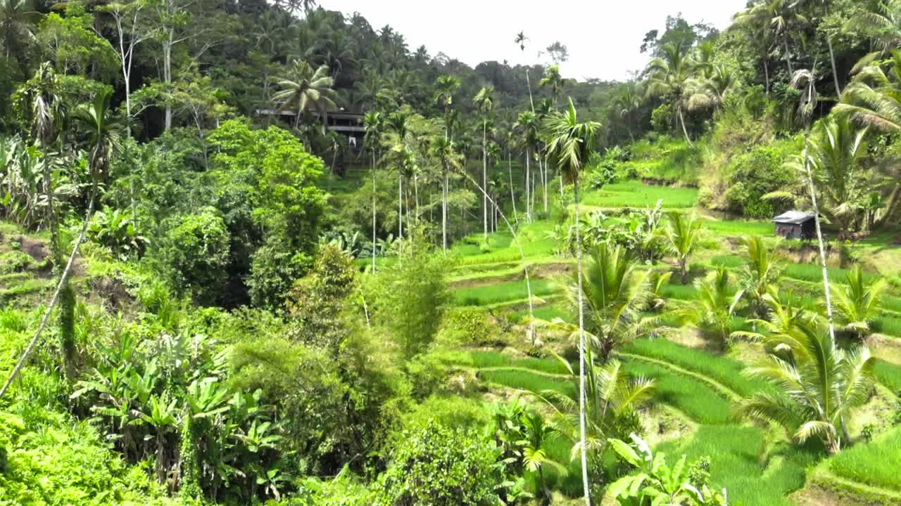 Veduta aerea delle terrazze di riso di Tegallalang e della giungla lussureggiante a Gianyar, Bali, Indonesia.