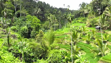 Aerial-shot-Of-Tegallalang-Rice-Terraces-and-lush-jungle-In-Gianyar,-Bali,-Indonesia