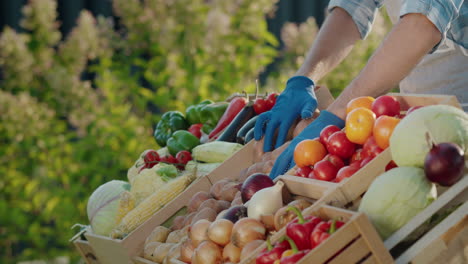 A-salesman-wearing-gloves-arranges-seasonal-vegetables-at-a-farmer's-market-counter.