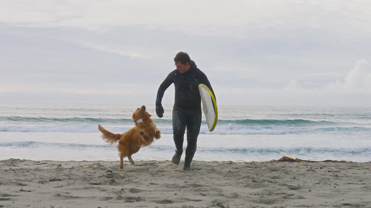 SLOW MOTION Un giovane surfista maschio in muta che corre verso la telecamera mentre gioca con il suo cane golden retriever sulla spiaggia per surf di Unstad, Isole Lofoten, Norvegia