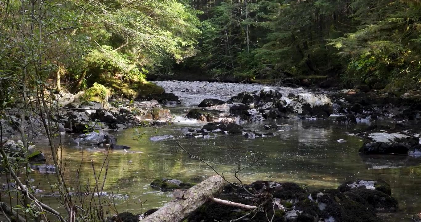 Ikan salmon melompat keluar dari air. Ikan salmon berenang melawan arus ke hulu sungai untuk bertelur di Alaska