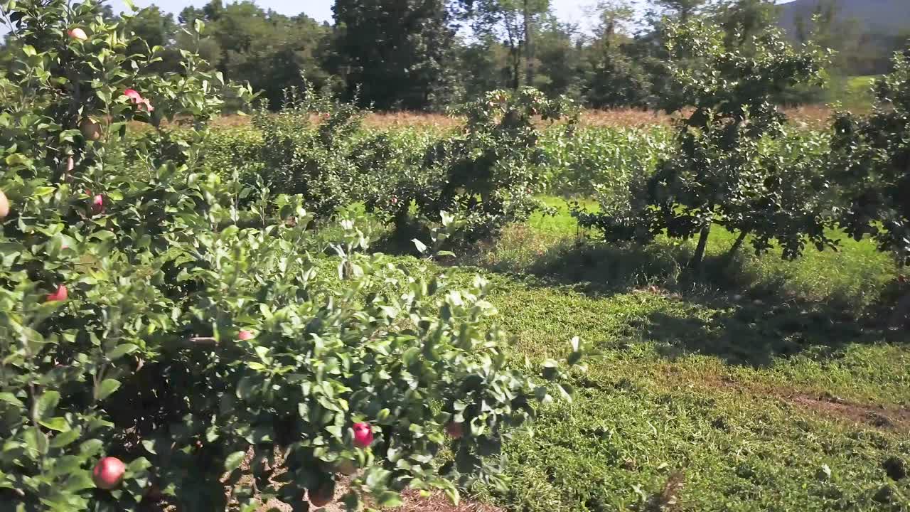Apple Orchard and Corn Field