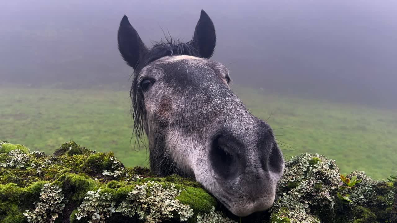Primo piano di un cavallo curioso che fa una faccia buffa sopra un muro di pietre coperto di muschio in un pascolo nebbioso nell'Isola di São Miguel, Azzorre, Portogallo