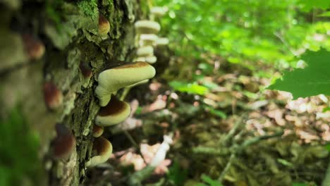 Late-Fall-Polypore-wild-mushrooms-growing-on-side-of-mossy-log,-shallow-focus