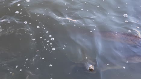 Tortuga-Grande,-Pez-Carpa-Grande-Y-Anguila-En-La-Naturaleza-Aparecen-En-La-Superficie-Del-Río-Para-Tomar-Aire-Y-Esperar-Alimentos-En-El-Parque-Centenario