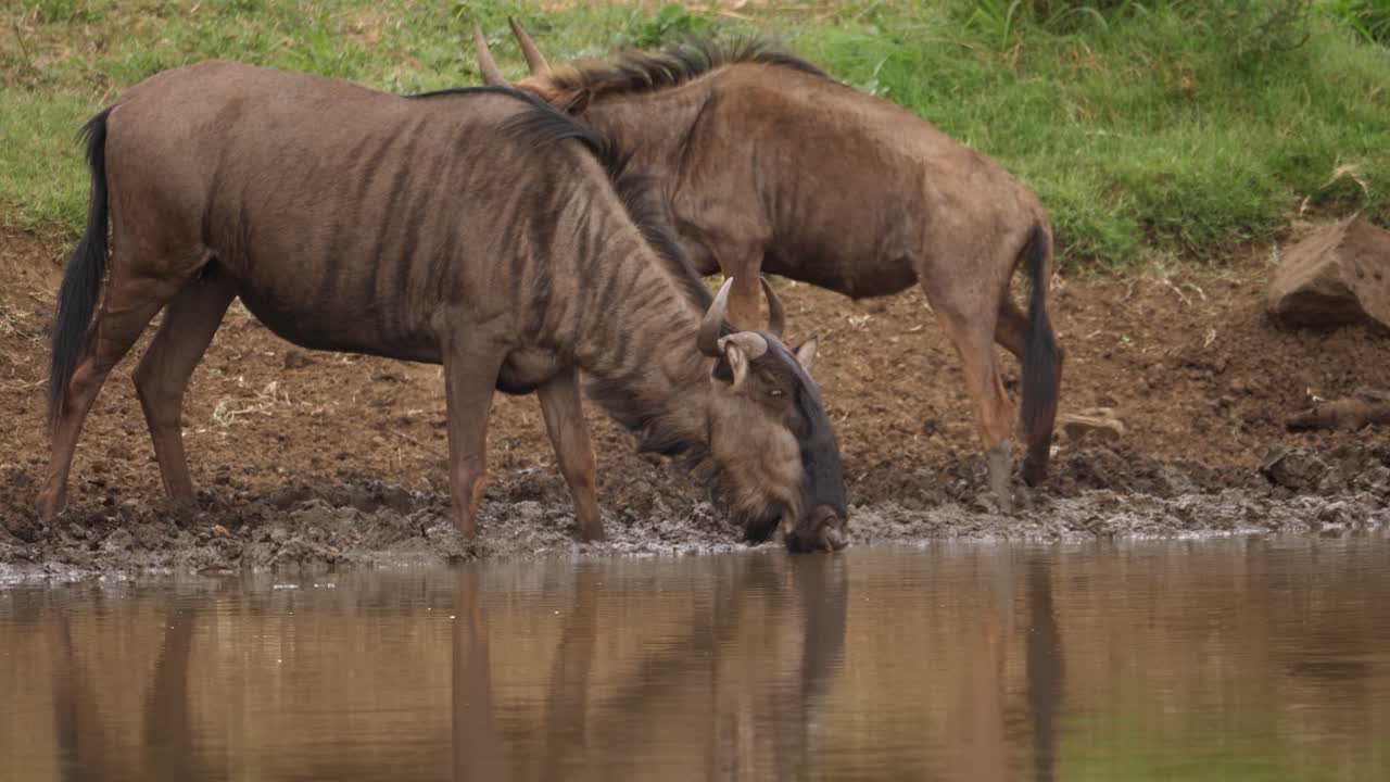 Adult and juvenile Wildebeest drinking muddy water at African pond