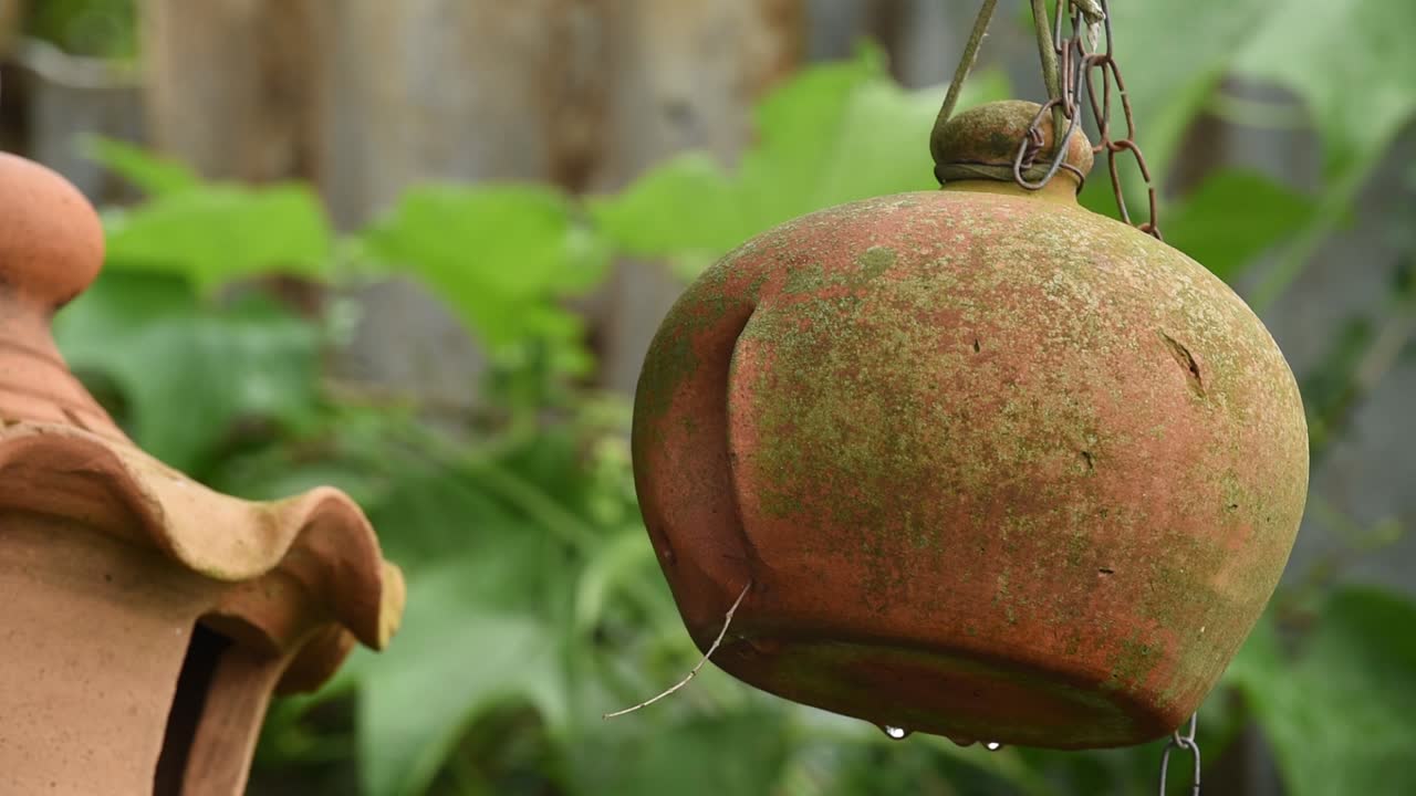 둥지를 짓기 위해 인공 도자기 둥지를 사용하는 남부 집  ⁇