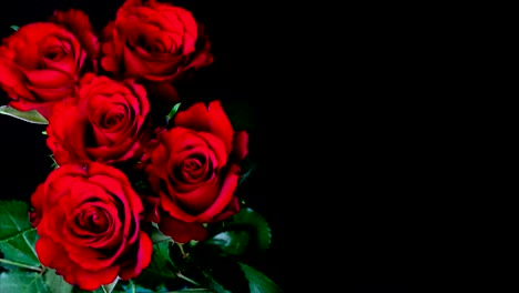 flowering of roses
