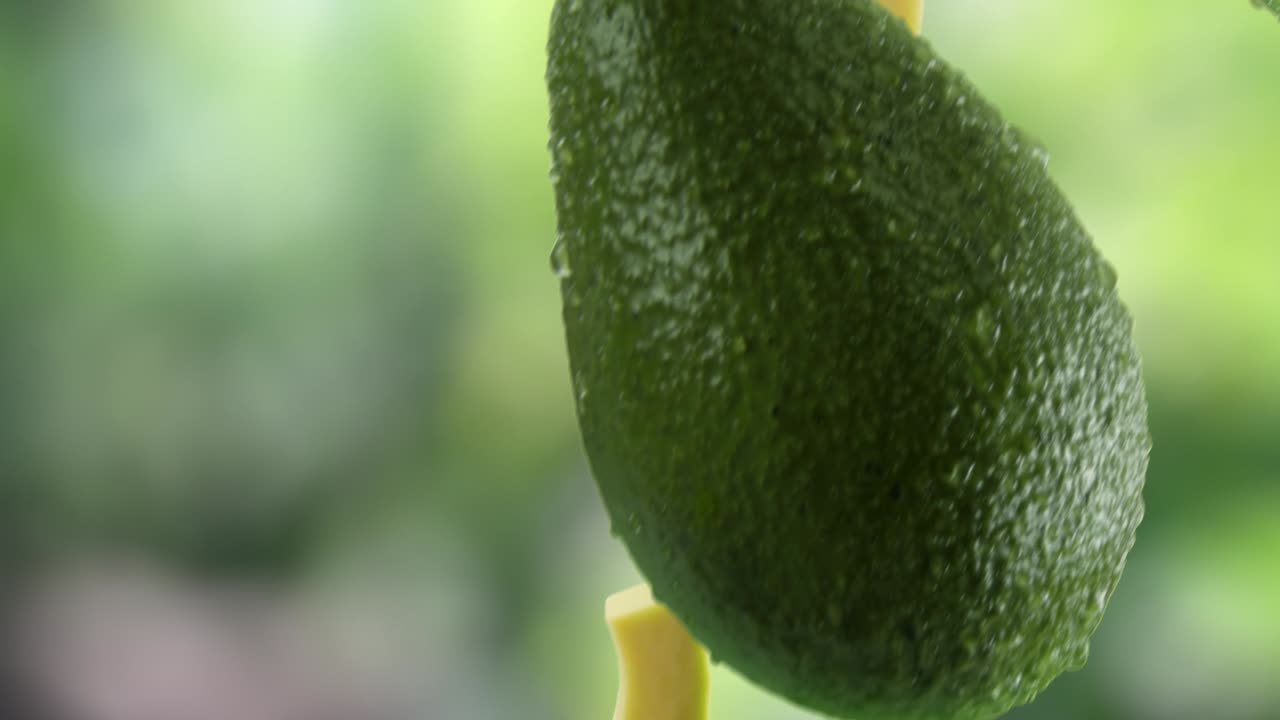 정원 배경 에 떨어지는 조각 이 있는 아보카도