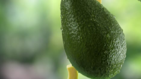 aguacate con rebanadas cayendo en el fondo del jardín