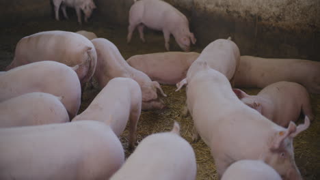 pigs in a farm pen