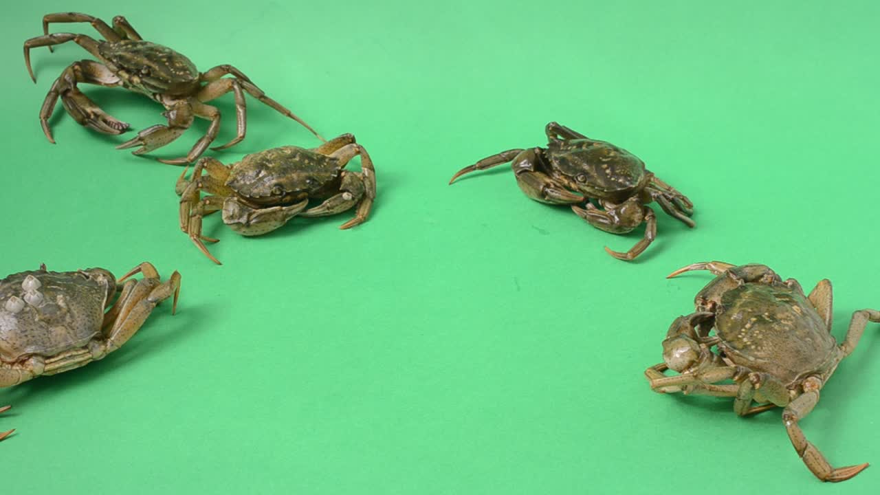 Live crabs on a green background. Shooting on a green background