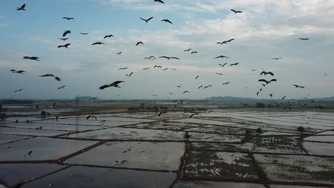 Aerial-thousand-of-Asian-openbill-fly-freely-at-sky-Malaysia,-Southeast-Asia.