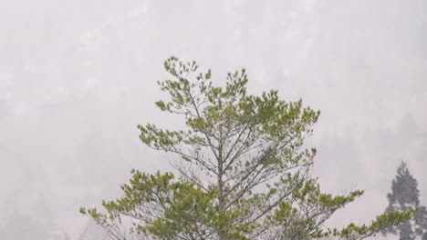 Snow-Falling-In-The-Countryside-With-Trees-During-Winter-In-Gifu,-Japan