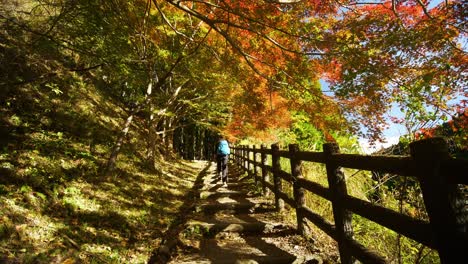 tilt up, person walks up stairs under sunlit canopy of autumn leaves