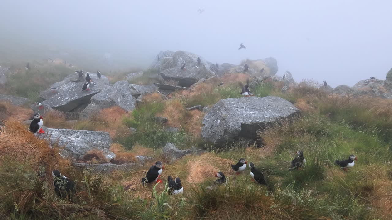 Pulcinella di mare atlantica (Fratercula arctica), su una roccia sull'isola di Runde (Norvegia)